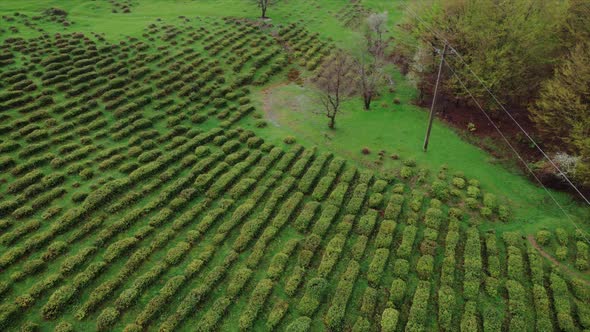 Rows of Tea Trees Growing in Lines on the Hillside in South Korea Tea Trees Growing Densely in the