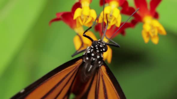 Butterfly And Flowers Macro