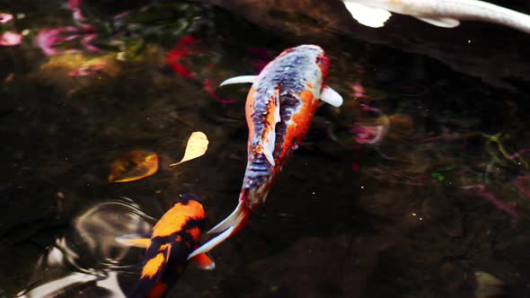 A colorful variety of ornamental Koi-Carp fishes or Kohaku is one of the gosanke, the ‘Big Three’, c