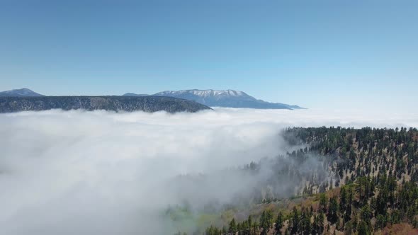 Aerial video of ancient forest drowning in thick clouds in California, USA