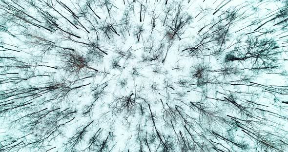 Aerial Video of Winter Forest