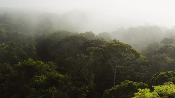 Aerial Drone Shot Above Rainforest Scenery in Costa Rica, Misty Tropical Jungle Landscape High Up Ab