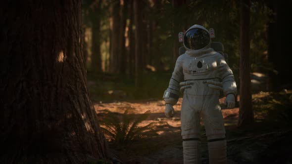 Lonely Astronaut in Dark Forest