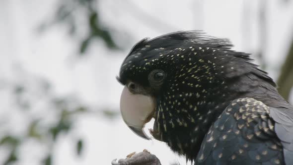 Close Up of a Redtailed Black Cockatoo
