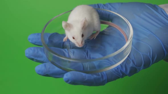 Scientist Tests New Vaccine or Medicine for Coronavirus 2019-nCoV on a Laboratory Mouse