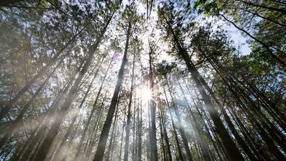 View up or bottom view of pine trees in the forest in sunshine