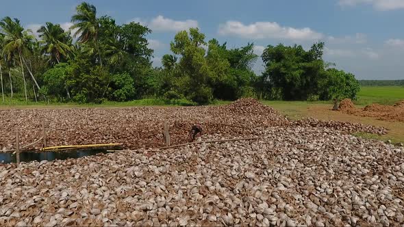 Plantation Worker Sorting Coconut Husks