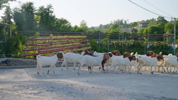 Farm and Herd of Boar Goats