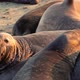 Elephant Seals in California at Sunset - VideoHive Item for Sale