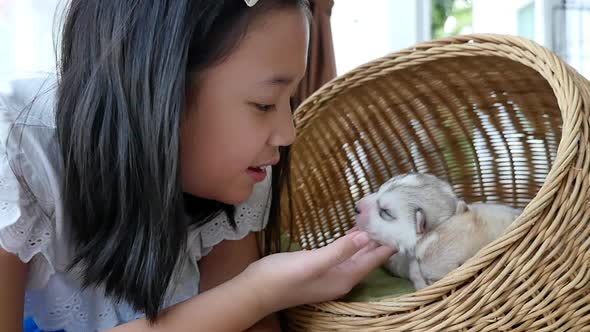 Asian Girl Playing With Siberian Husky Pupies