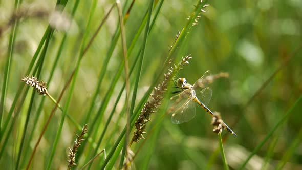 Yellow and Black Dragonfly Perched On Long Grass, Flies Off