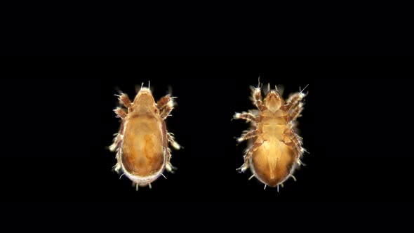 Mite(acari) Oribatida Under Mic roscope Are Saprosphago, Scavengers, Some Species of Predators