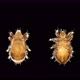 Mite(acari) Oribatida Under Mic roscope Are Saprosphago, Scavengers, Some Species of Predators - VideoHive Item for Sale
