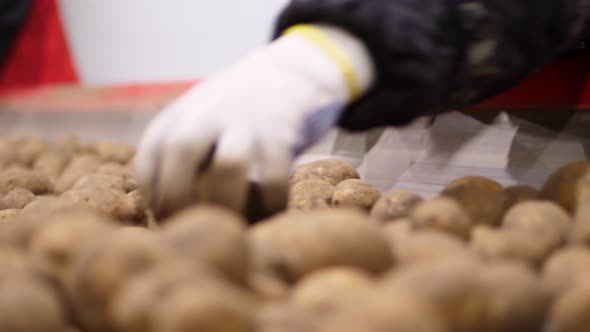 Close-up, Workers Hands in Gloves Sorting Potato Tubers on Conveyor Belt, Line, in Warehouse