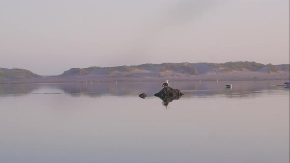 Kelp seagull flies off only rock in lagoon, beautiful reflection on water surface as it flies off du