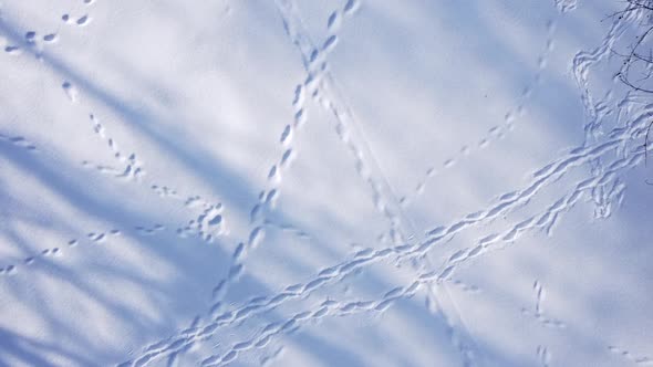 Aerial view of a drone flying over the winter park.