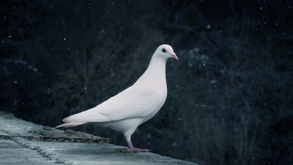Dove In Snowfall Standing And Flying Away
