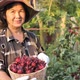 Happy Asian senior farmer harvesting organic fresh red roselle in the farm. - VideoHive Item for Sale