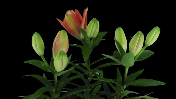 Time-lapse of opening orange lily flower