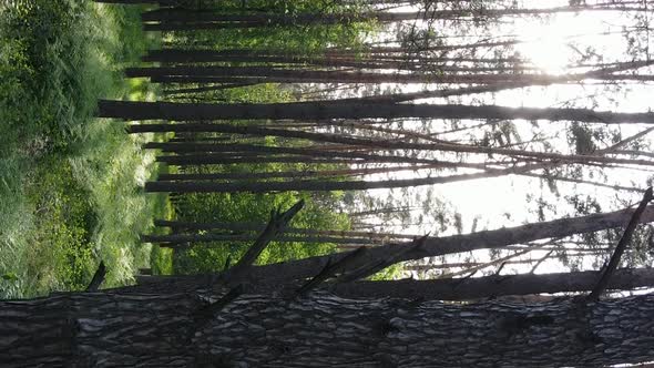 Vertical Video of a Forest with Pine Trees