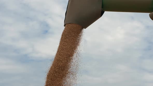 Combine Harvester Unloads Grain of Wheat, Close-up