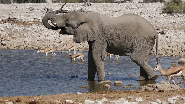 Elephant And Springbok Antelopes Drinking Water