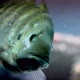 Labeotropheus Fuelleborni Also Known As the Blue Mbuna is an East African Species of Cichlid From - VideoHive Item for Sale