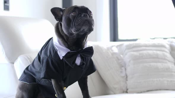 Cute Black Pug Dog Dressed In Formal Suit Costume, SLOW MOTION