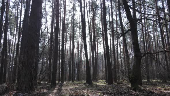 Forest Landscape Aerial View Slow Motion