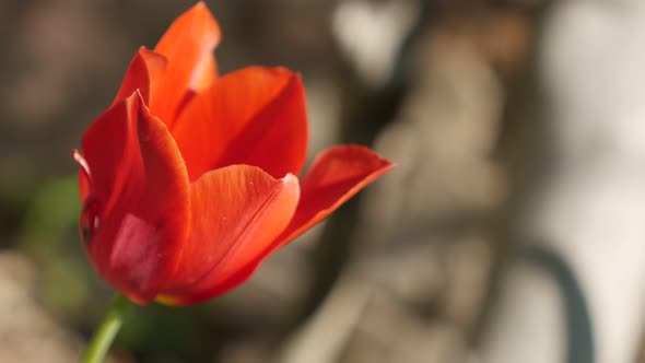 Lily family  plant Didier tulip bulb close-up 4K 2160 30fps UltraHD footage - Beautiful red Tulipa g