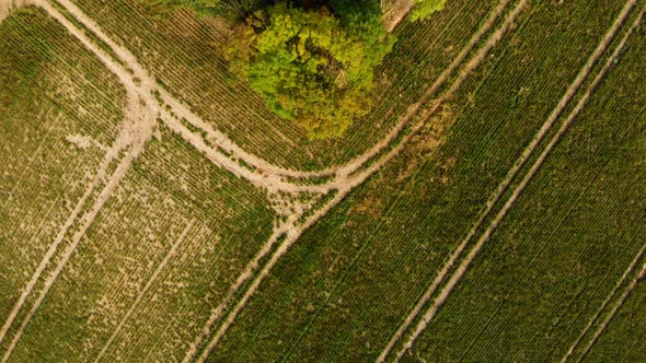 Drone fly over green grassy field