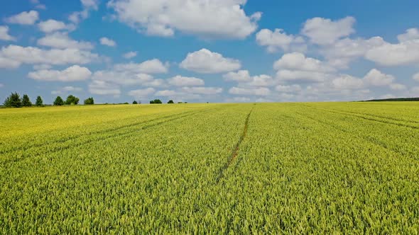 Young plants growing in the field on the natural landscape