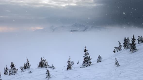 Hills with Many Pine Trees Covered By Snow