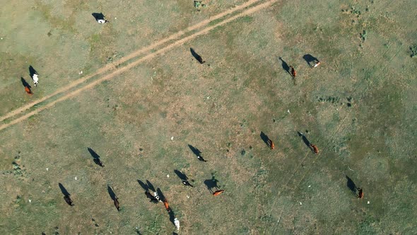 Aerial View Herd of Cows Grazing on a Green Meadow