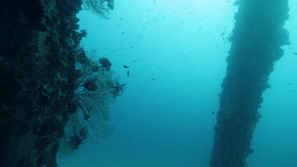 Scene Underneath the Ocean at Pier Underside Rich in Corals and Other Sea Life