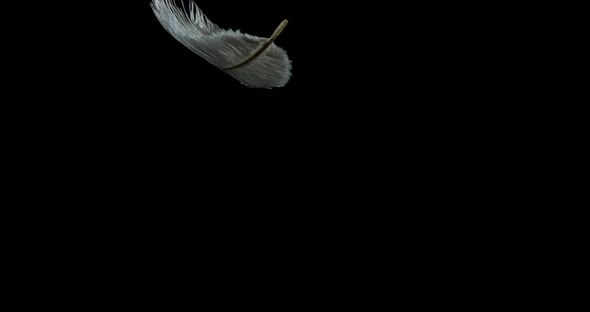 White Feather Falling against Black Background, Normandy, Slow Motion 4K