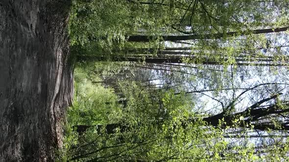 Vertical Video of Green Forest During the Day