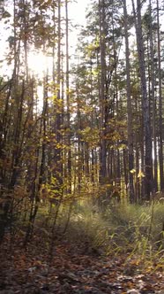 Vertical Video Autumn Forest with Trees By Day