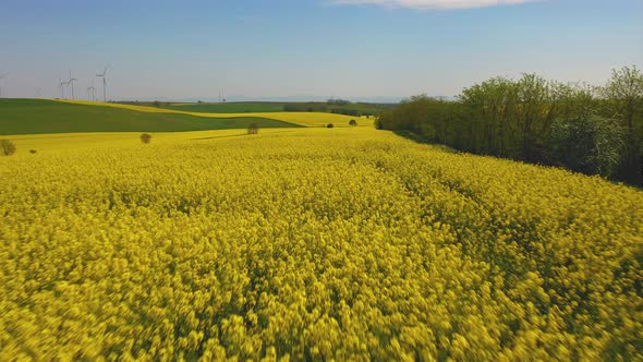 Rapeseed field in Lower Austria, drone flight over agrictural used farmland