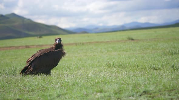 A Free Wild Cinereous Vulture Bird in Natural Habitat of Green Meadow