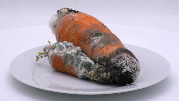 Rotten carrot covered with mold. Red carrots spoiled by time