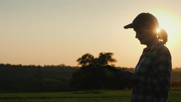 The Silhouette of a Farmer Walks Along a Wheat Field with a Tablet in His Hand