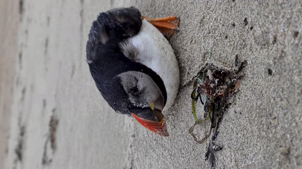 Dying Atlantic Puffin Stranded on Portnoo Beach in County Donegal  Ireland