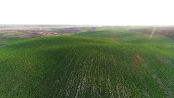 Flight Over the Spring Field Sown with Soybeans