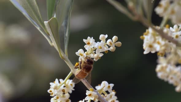 Bee Flower Slow Motion