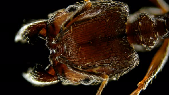 Pheidole Yeensis Ant Head, Under the Microscope alt