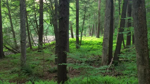 Slow, smooth, low drone video footage moving through a, peaceful, magical fern forest with beautiful