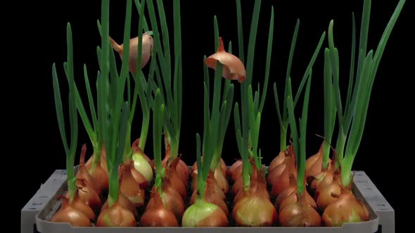 Time-lapse of growing onions