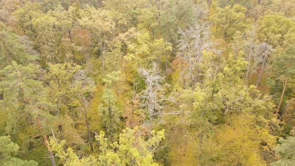 Autumn Forest with Trees By Day