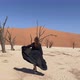 A Young Woman in a Long Black Dress Walks Through the Desert - VideoHive Item for Sale